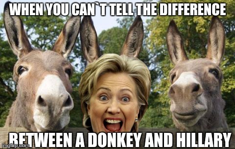 3 donkeys | WHEN YOU CAN`T TELL THE DIFFERENCE; BETWEEN A DONKEY AND HILLARY | image tagged in 3 donkeys | made w/ Imgflip meme maker