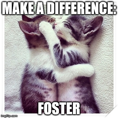 Baby cats | MAKE A DIFFERENCE:; FOSTER | image tagged in baby cats | made w/ Imgflip meme maker