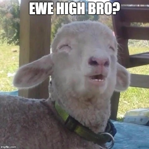  EWE HIGH BRO? | image tagged in ewe high | made w/ Imgflip meme maker