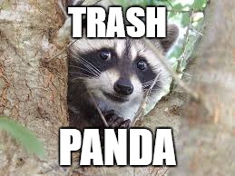 Names for things #3 | TRASH PANDA | image tagged in memes,racoon problems,funny,racoon,trash panda,names for things | made w/ Imgflip meme maker