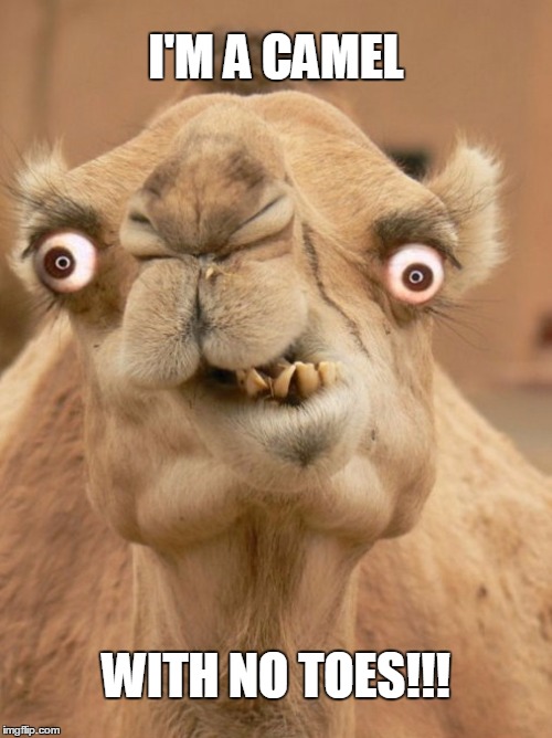camel | I'M A CAMEL; WITH NO TOES!!! | image tagged in camel,joke | made w/ Imgflip meme maker