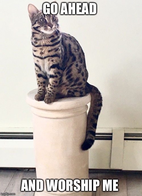 Cats on a Pedestal | GO AHEAD; AND WORSHIP ME | image tagged in cats,religion,relationships,worship,entitlement | made w/ Imgflip meme maker