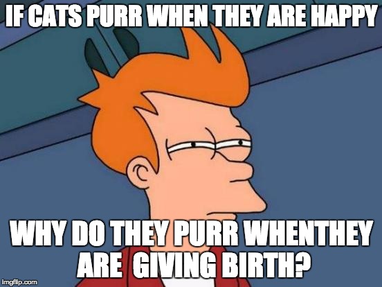 Futurama Fry | IF CATS PURR WHEN THEY ARE HAPPY; WHY DO THEY PURR WHENTHEY ARE 
GIVING BIRTH? | image tagged in memes,futurama fry | made w/ Imgflip meme maker