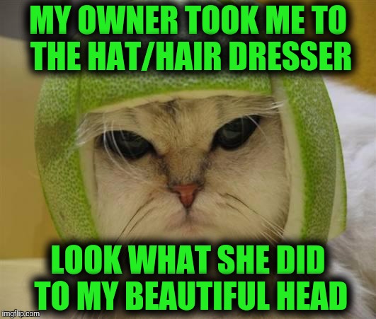 Cat  | MY OWNER TOOK ME TO THE HAT/HAIR DRESSER; LOOK WHAT SHE DID TO MY BEAUTIFUL HEAD | image tagged in cat | made w/ Imgflip meme maker