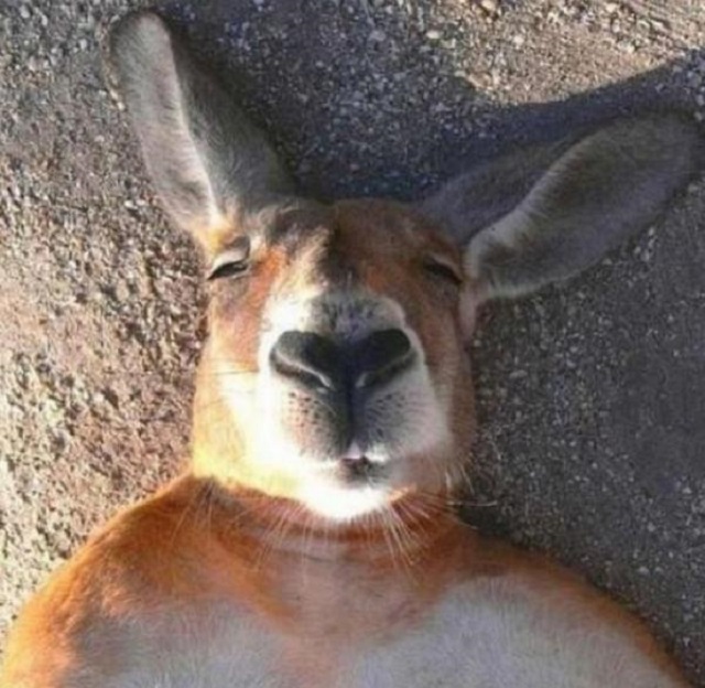 High Quality Kangaroo Blank Meme Template