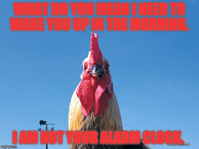 WHAT DO YOU MEAN I NEED TO WAKE YOU UP IN THE MORNING. I AM NOT YOUR ALARM CLOCK. | image tagged in rooster | made w/ Imgflip meme maker