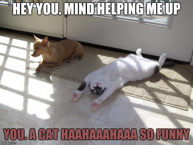 HEY YOU. MIND HELPING ME UP; YOU. A CAT HAAHAAAHAAA SO FUNNY | image tagged in cat upside down with right side up dog | made w/ Imgflip meme maker