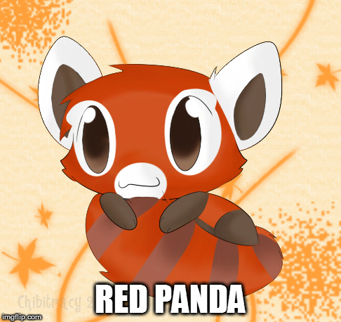 RED PANDA | made w/ Imgflip meme maker