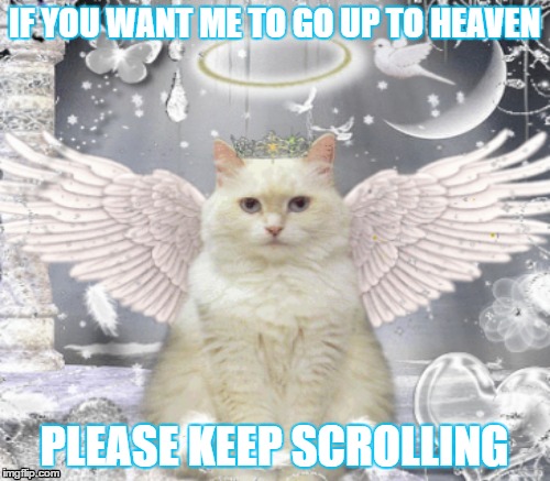Innocent Angels | IF YOU WANT ME TO GO UP TO HEAVEN; PLEASE KEEP SCROLLING | image tagged in cat angel,memes | made w/ Imgflip meme maker
