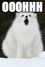 OMYZ FOX | OOOHHH | image tagged in omyz fox | made w/ Imgflip meme maker