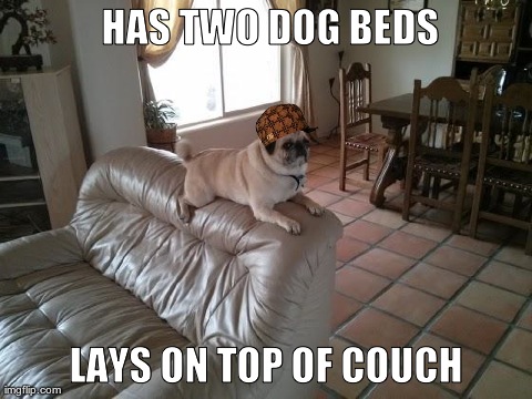 image tagged in funny,animals,dogs | made w/ Imgflip meme maker
