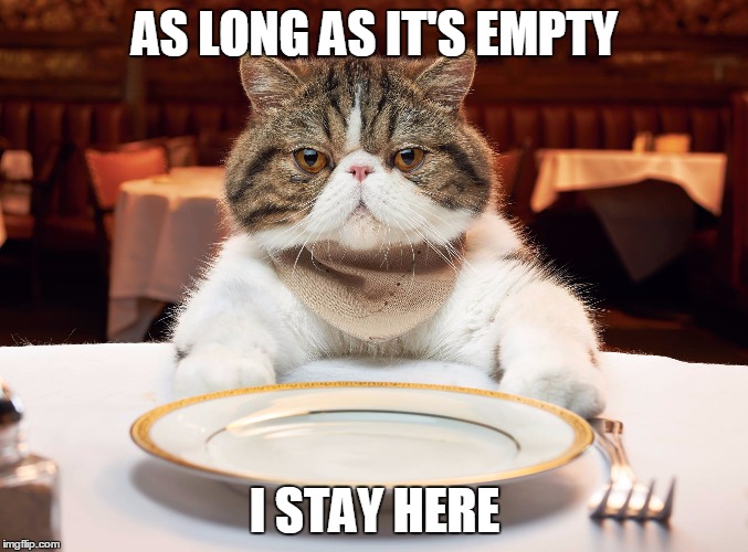 cats hungry | AS LONG AS IT'S EMPTY; I STAY HERE | image tagged in memes,cats | made w/ Imgflip meme maker