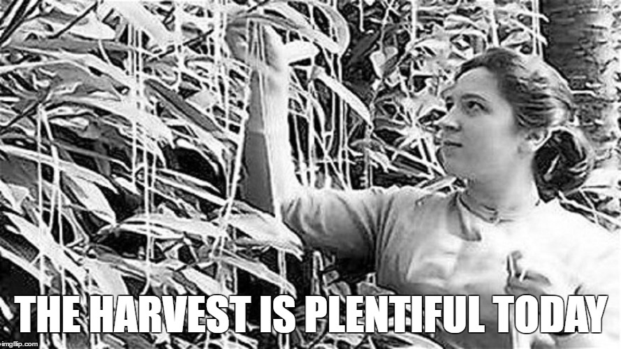 THE HARVEST IS PLENTIFUL TODAY | image tagged in spaghetti tree | made w/ Imgflip meme maker