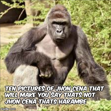 image tagged in harambe,jhoncena,memes | made w/ Imgflip meme maker