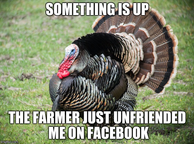 Happy Thanksgiving | SOMETHING IS UP; THE FARMER JUST UNFRIENDED ME ON FACEBOOK | image tagged in turkey | made w/ Imgflip meme maker