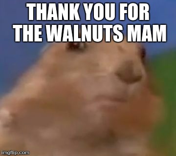 Suprised Chipmunk | THANK YOU FOR THE WALNUTS MAM | image tagged in suprised chipmunk | made w/ Imgflip meme maker