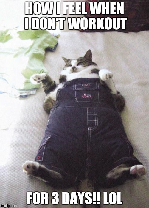 Fat Cat Meme | HOW I FEEL WHEN I DON'T WORKOUT; FOR 3 DAYS!! LOL | image tagged in memes,fat cat | made w/ Imgflip meme maker