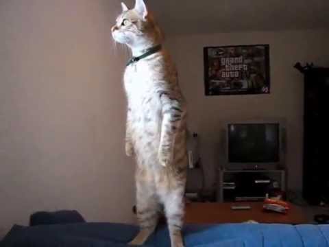 Standing cat Blank Meme Template