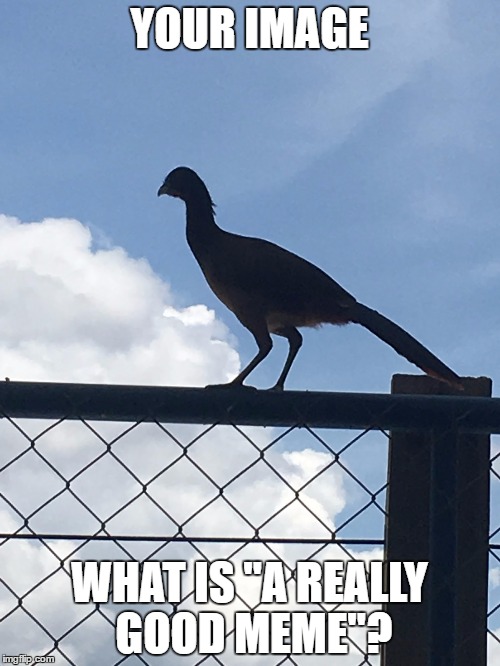 "what is" bird | YOUR IMAGE WHAT IS "A REALLY GOOD MEME"? | image tagged in what is bird | made w/ Imgflip meme maker