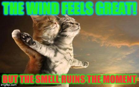 catslovers | THE WIND FEELS GREAT! BUT THE SMELL RUINS THE MOMENT | image tagged in catslovers | made w/ Imgflip meme maker