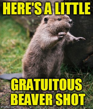 Dam varmint was not very thankful | HERE'S A LITTLE; GRATUITOUS BEAVER SHOT | image tagged in beaver,memes,animal meme | made w/ Imgflip meme maker