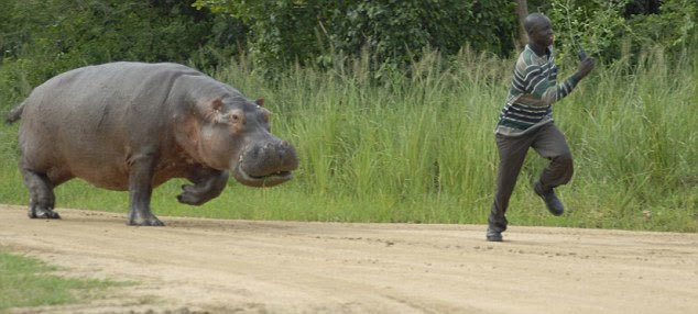 Hippo chasing guy Blank Meme Template