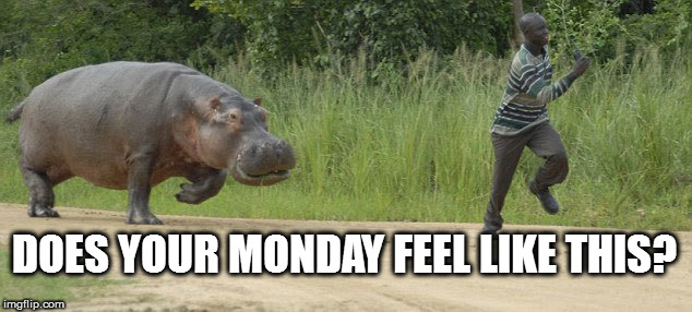 Hippo chasing guy | DOES YOUR MONDAY FEEL LIKE THIS? | image tagged in hippo chasing guy | made w/ Imgflip meme maker