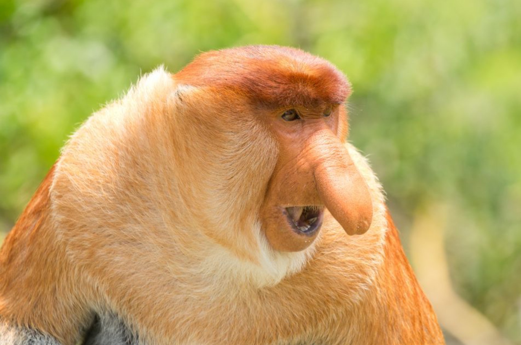 No "Proboscis monkey" memes have been featured yet. 