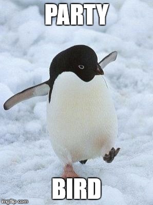 penguin | PARTY BIRD | image tagged in memes,penguin,funny,party bird,party,names for things | made w/ Imgflip meme maker