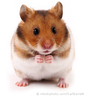 High Quality Hamster do Link Blank Meme Template