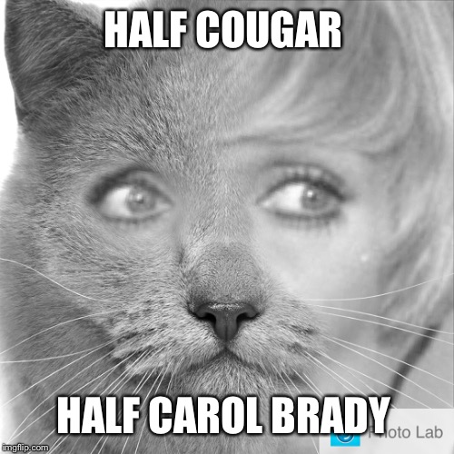 HALF COUGAR HALF CAROL BRADY | made w/ Imgflip meme maker