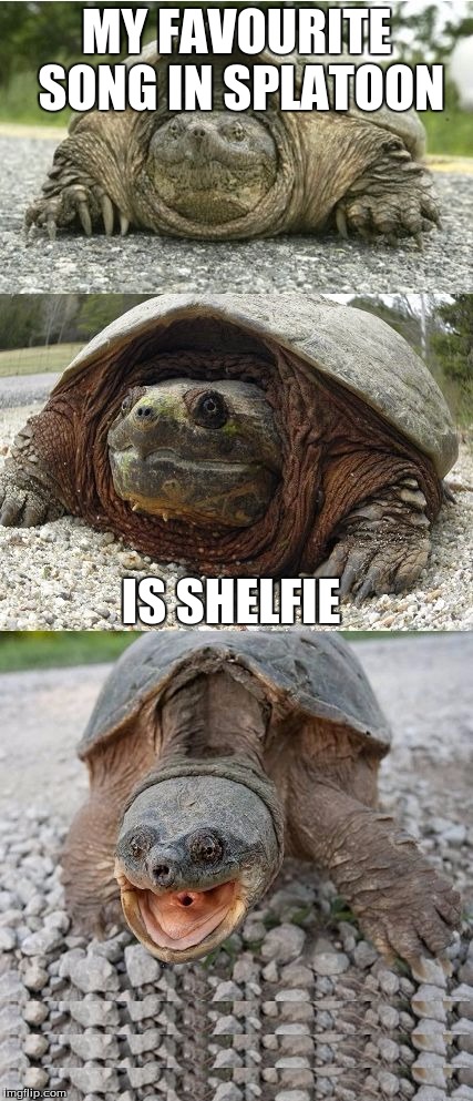 Shelfie is an actual song in splatoon. | MY FAVOURITE SONG IN SPLATOON; IS SHELFIE | image tagged in bad pun tortoise,memes,splatoon,who needs bad pun dog | made w/ Imgflip meme maker