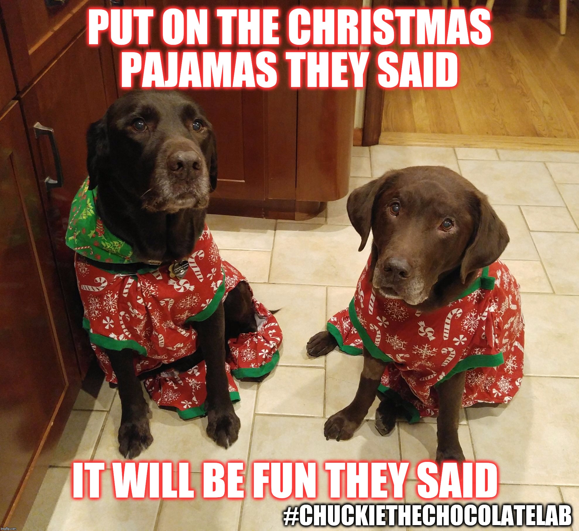 Put on the Christmas pajamas they said it will be fun they said  | PUT ON THE CHRISTMAS PAJAMAS THEY SAID; IT WILL BE FUN THEY SAID; #CHUCKIETHECHOCOLATELAB | image tagged in chuckie the chocolate lab,funny,dogs,christmas,pajamas,funny memes | made w/ Imgflip meme maker