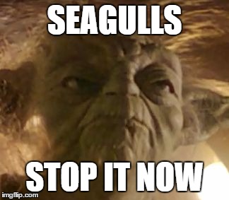 'I said Seagulls! mmgh! Stop it now!' |  SEAGULLS; STOP IT NOW | image tagged in angry yoda,bad lip reading,blr | made w/ Imgflip meme maker