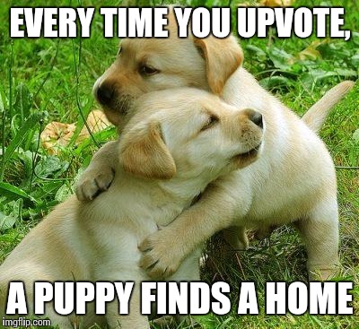 Puppy I love bro |  EVERY TIME YOU UPVOTE, A PUPPY FINDS A HOME | image tagged in puppy i love bro | made w/ Imgflip meme maker