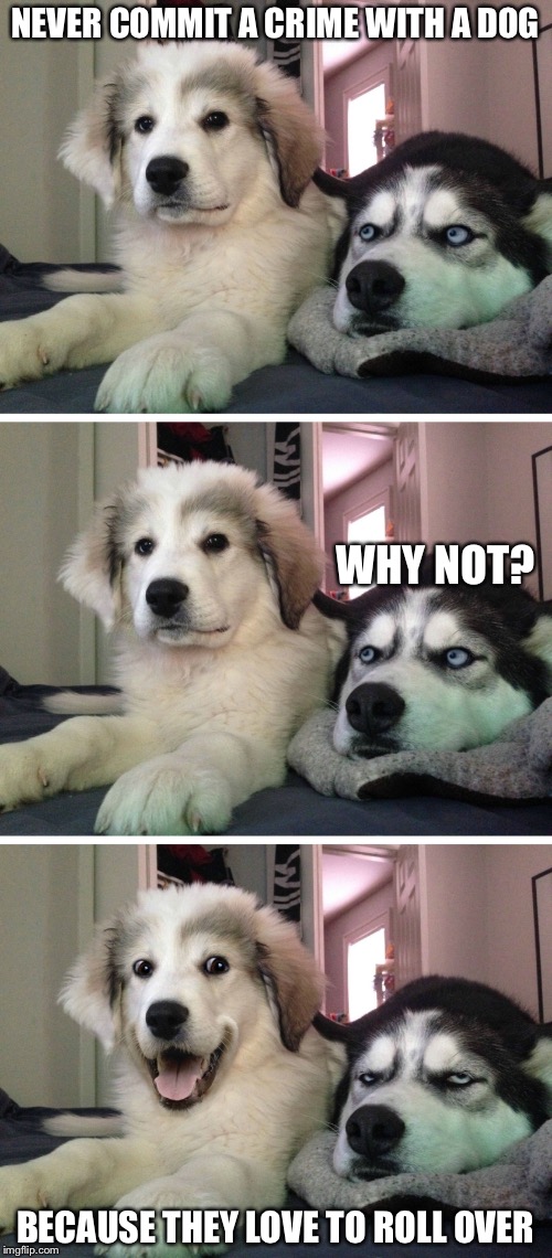Bad pun dogs | NEVER COMMIT A CRIME WITH A DOG; WHY NOT? BECAUSE THEY LOVE TO ROLL OVER | image tagged in bad pun dogs | made w/ Imgflip meme maker
