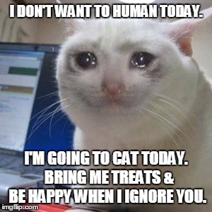 Crying cat | I DON'T WANT TO HUMAN TODAY. I'M GOING TO CAT TODAY.  BRING ME TREATS & BE HAPPY WHEN I IGNORE YOU. | image tagged in crying cat | made w/ Imgflip meme maker