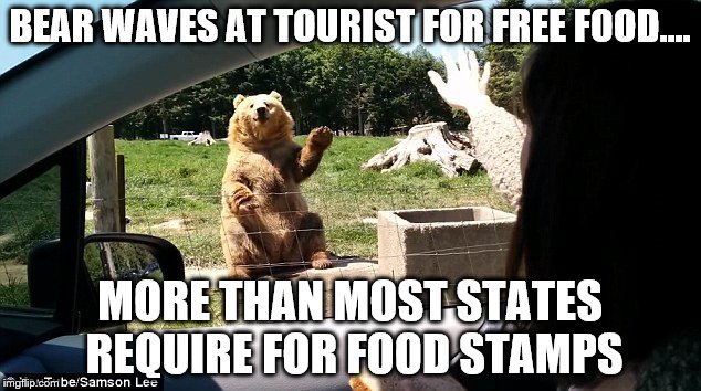 BEAR WAVES AT TOURIST FOR FREE FOOD.... MORE THAN MOST STATES REQUIRE FOR FOOD STAMPS | image tagged in begging bear | made w/ Imgflip meme maker