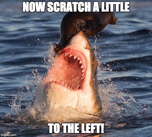 Travelonshark | NOW SCRATCH A LITTLE; TO THE LEFT! | image tagged in memes,travelonshark | made w/ Imgflip meme maker