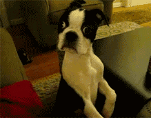 When you say "it's time to take a bath" | image tagged in gifs,google images,dogs | made w/ Imgflip images-to-gif maker