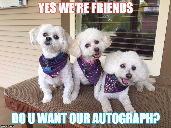 YES WE'RE FRIENDS; DO U WANT OUR AUTOGRAPH? | image tagged in the dogs | made w/ Imgflip meme maker