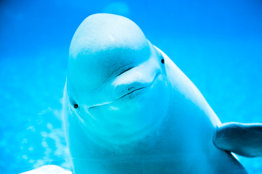 beluga Blank Meme Template