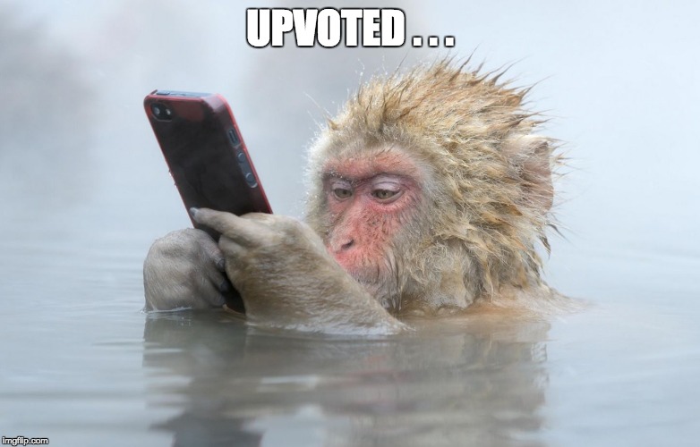 monkey in a hot tub with iphone | UPVOTED . . . | image tagged in monkey in a hot tub with iphone | made w/ Imgflip meme maker