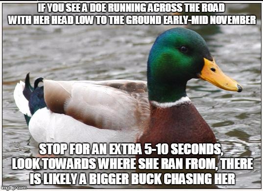 Actual Advice Mallard Meme | IF YOU SEE A DOE RUNNING ACROSS THE ROAD WITH HER HEAD LOW TO THE GROUND EARLY-MID NOVEMBER; STOP FOR AN EXTRA 5-10 SECONDS, LOOK TOWARDS WHERE SHE RAN FROM, THERE IS LIKELY A BIGGER BUCK CHASING HER | image tagged in memes,actual advice mallard | made w/ Imgflip meme maker