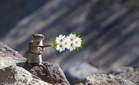 Anti Flame War Squirrel | O | image tagged in anti flame war squirrel | made w/ Imgflip meme maker