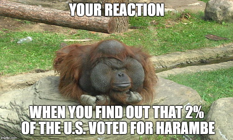 unamused Orangatang | YOUR REACTION; WHEN YOU FIND OUT THAT 2% OF THE U.S. VOTED FOR HARAMBE | image tagged in unamused orangatang | made w/ Imgflip meme maker