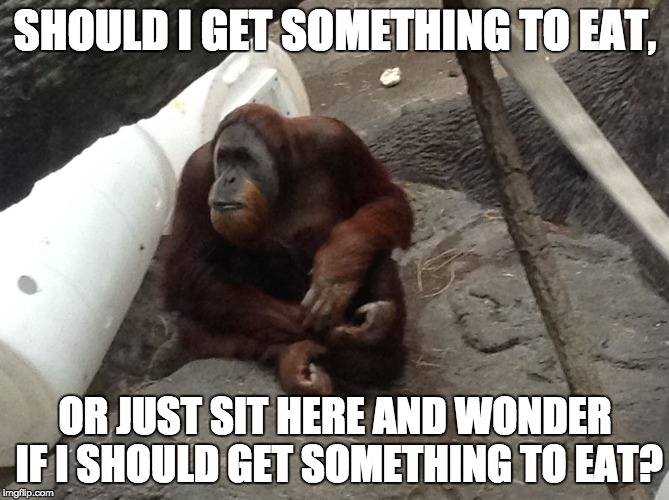Contemplative Orangutan- Getting something to eat | SHOULD I GET SOMETHING TO EAT, OR JUST SIT HERE AND WONDER IF I SHOULD GET SOMETHING TO EAT? | image tagged in food,lazy,orangutan,deep thoughts,most interesting orangutan in the world,contemplative orangutan | made w/ Imgflip meme maker