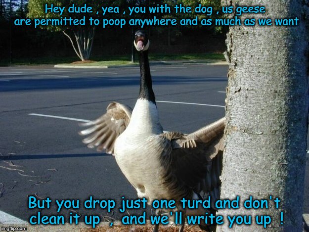 Geese have more rights than dogs | Hey dude , yea , you with the dog , us geese are permitted to poop anywhere and as much as we want; But you drop just one turd and don't clean it up  ,  and we'll write you up  ! | image tagged in police geese | made w/ Imgflip meme maker