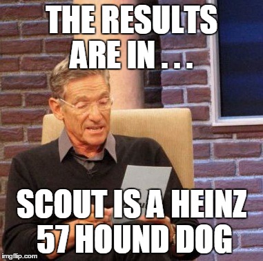 Maury Lie Detector Meme | THE RESULTS ARE IN . . . SCOUT IS A HEINZ 57 HOUND DOG | image tagged in memes,maury lie detector | made w/ Imgflip meme maker