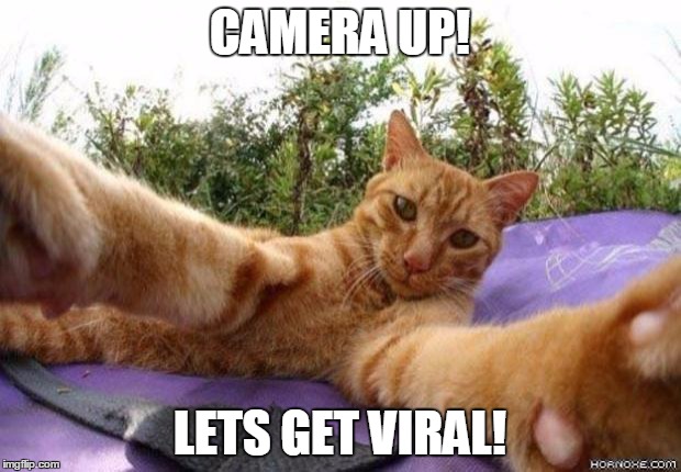 catselfie | CAMERA UP! LETS GET VIRAL! | image tagged in catselfie | made w/ Imgflip meme maker